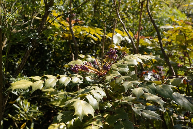 Jardin Botanique de la Bastide-028